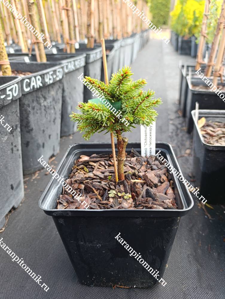 Ель Глена Читосимару фото