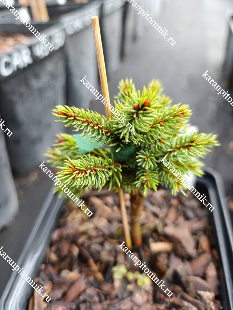 Ель Глена Читосимару фото