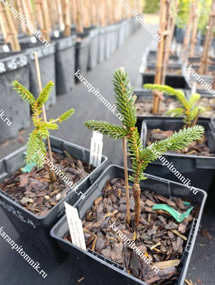 Ель Восточная Аурея фото