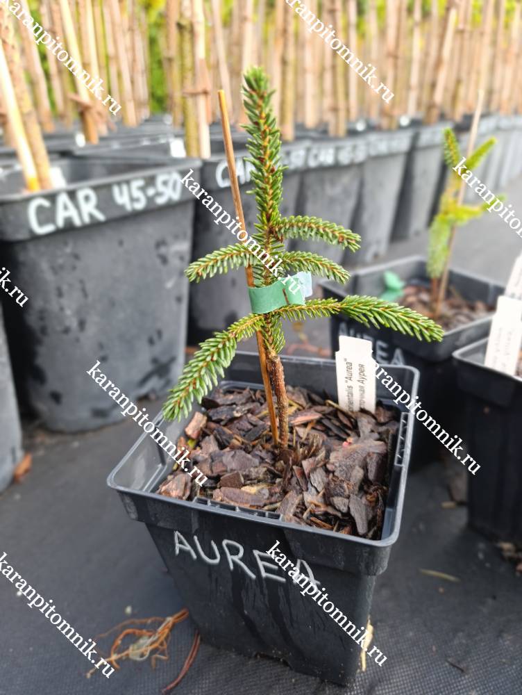 Ель Восточная Аурея фото