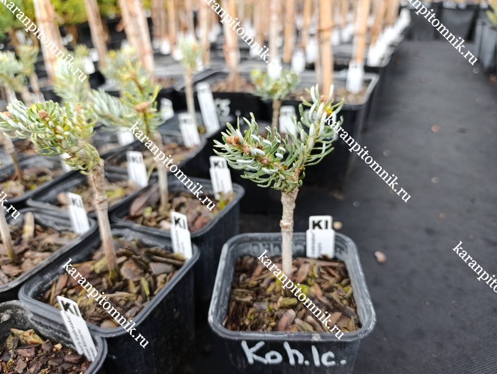 фото Пихта Корейская Кохоутс Айсбрейкер Пихта Корейская Кохоутс Айсбрейкер фото