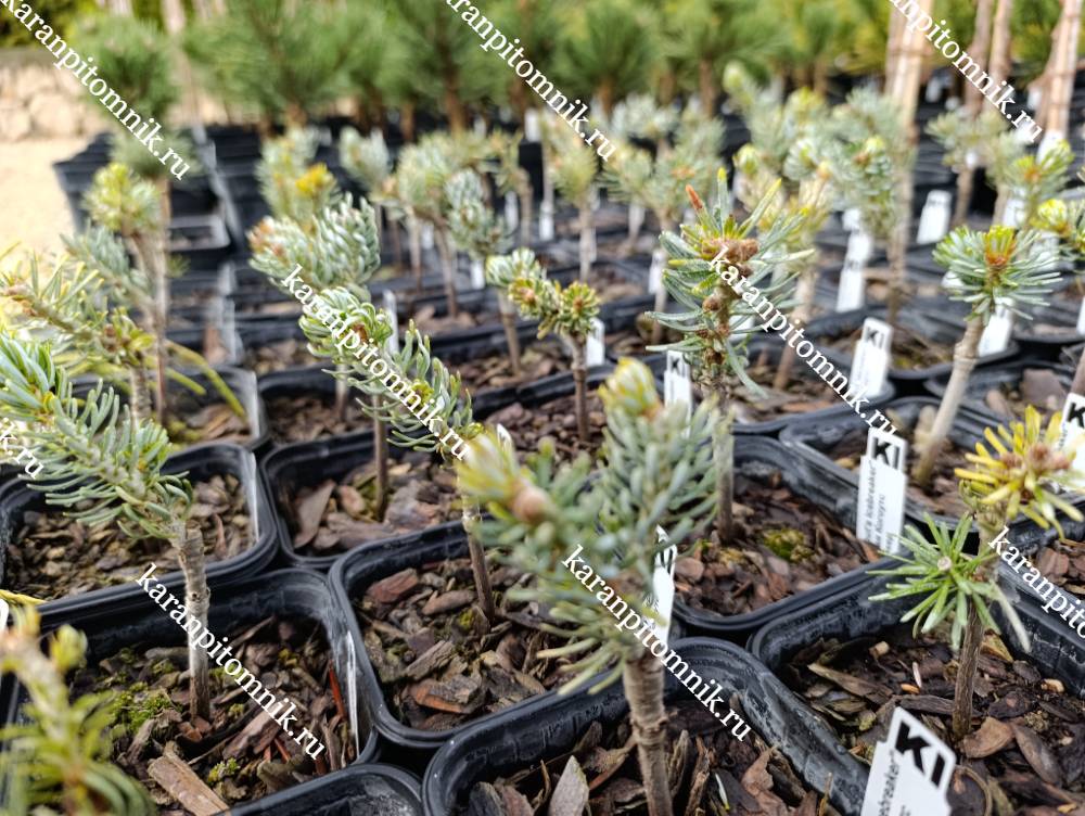 фото Пихта Корейская Кохоутс Айсбрейкер Пихта Корейская Кохоутс Айсбрейкер фото