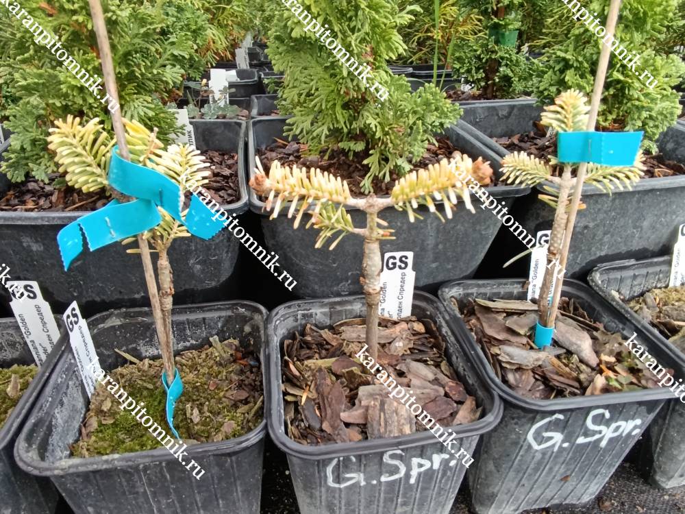 фото Пихта Нордманна Голден Спредер Пихта Нордманна Голден Спредер фото