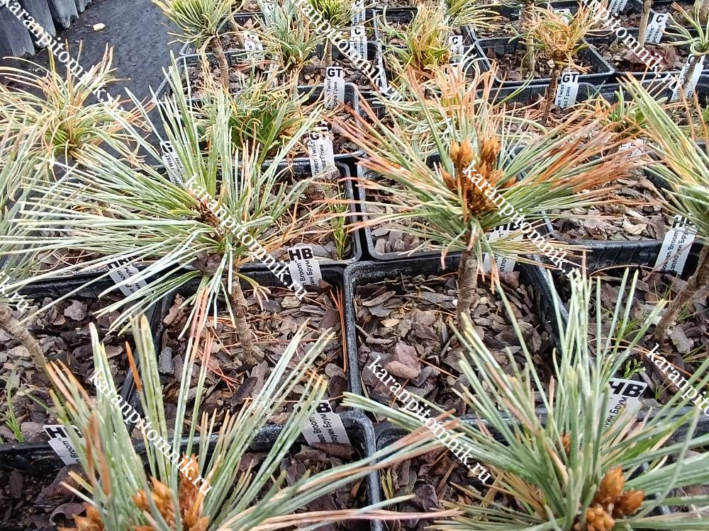 Сосна Монтикола Хэлуин Брум фото