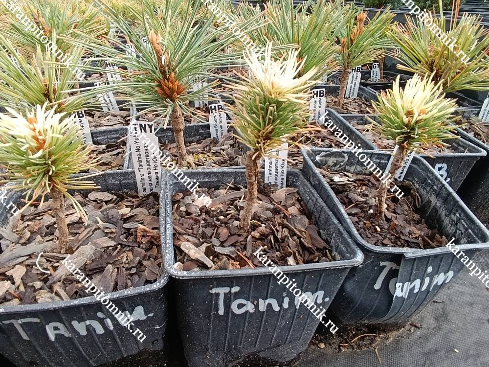 Сосна Мелкоцветковая Танима Но Юки фото