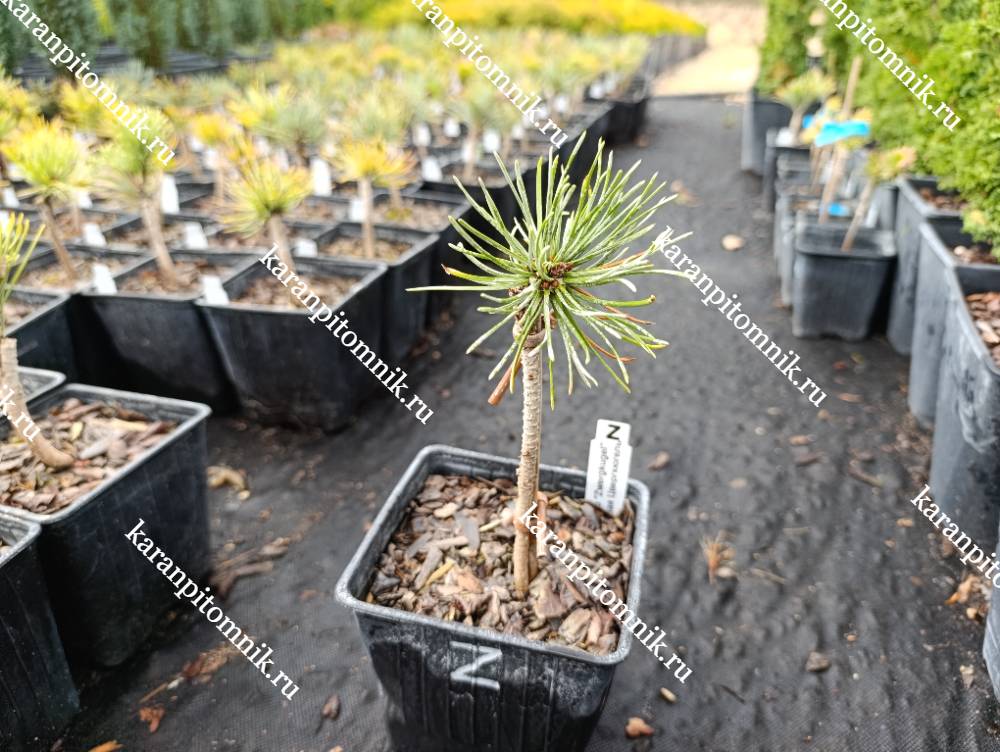 Сосна Горная Цвергкюгель (штамб) фото