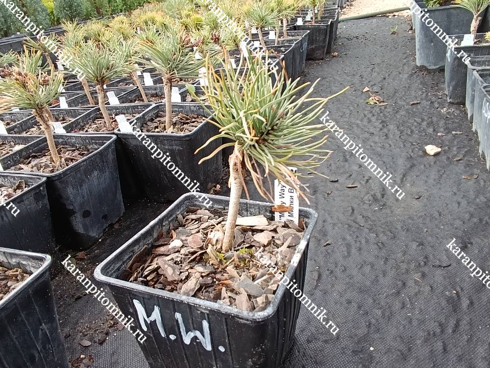 Сосна Горная Милки Вэй фото