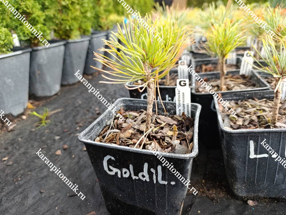 Сосна Мелкоцветковая Голдилокс фото