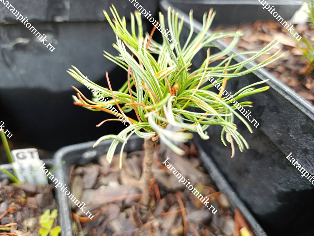 Сосна Веймутова Грин Твист фото