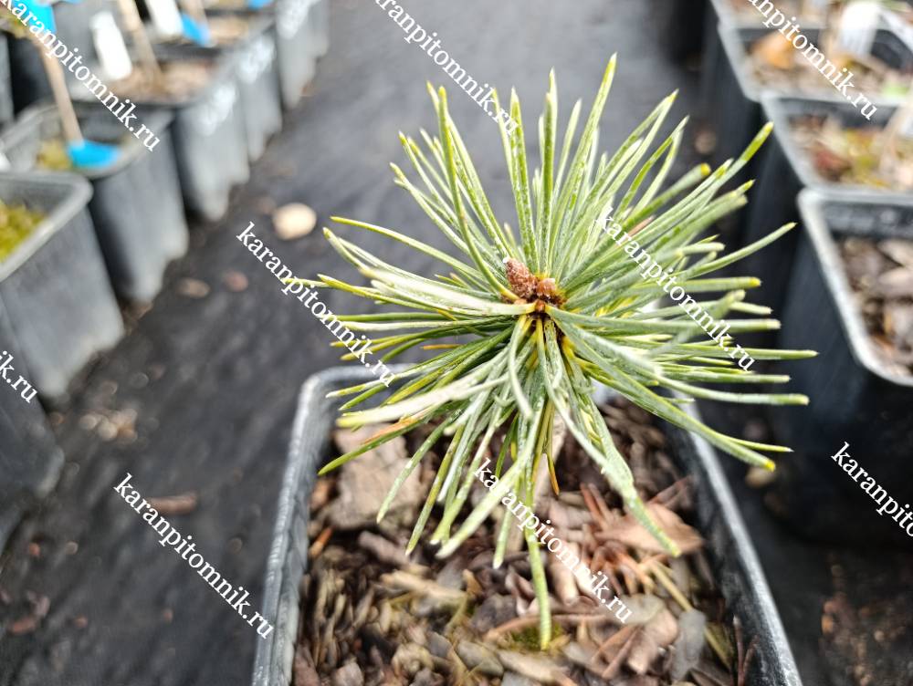 Сосна Крючковатая Биллабонг (штамб Ра55, Ра70) фото