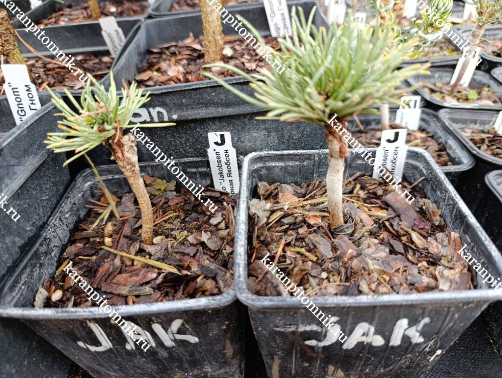 Сосна Горная Якобсен фото