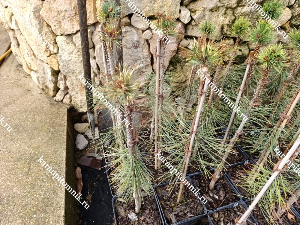 Сосна Крючковатая Биллабонг (штамб Ра55, Ра70) фото