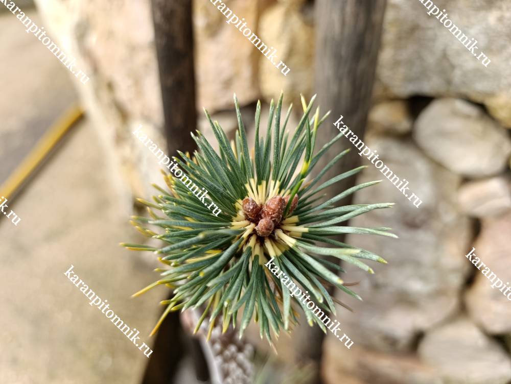 Сосна Крючковатая Биллабонг фото
