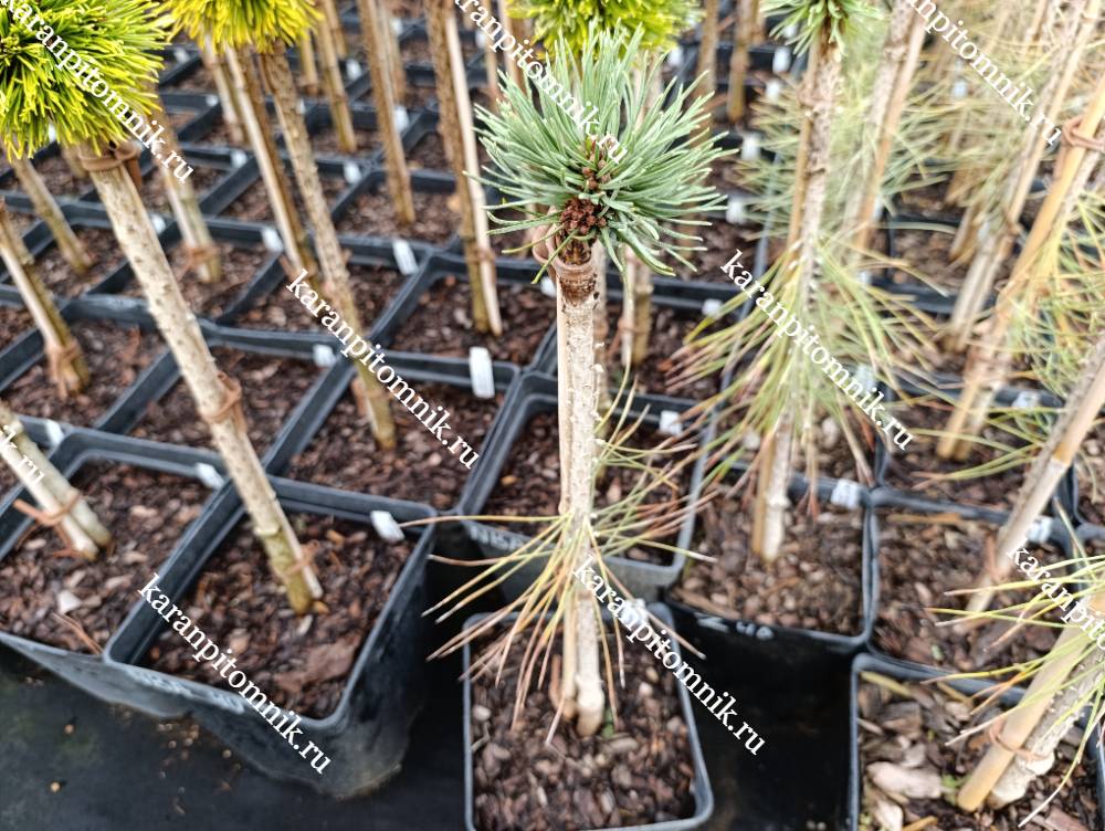 Сосна Горная Цвергкюгель (штамб) фото