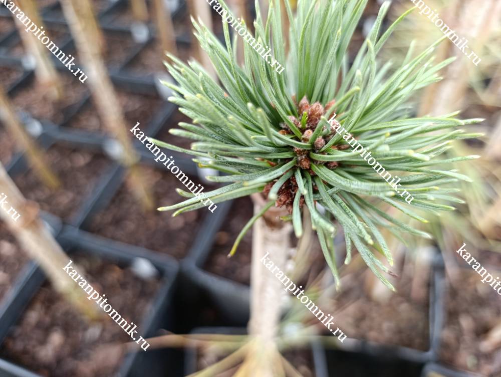Сосна Горная Цвергкюгель (штамб) фото