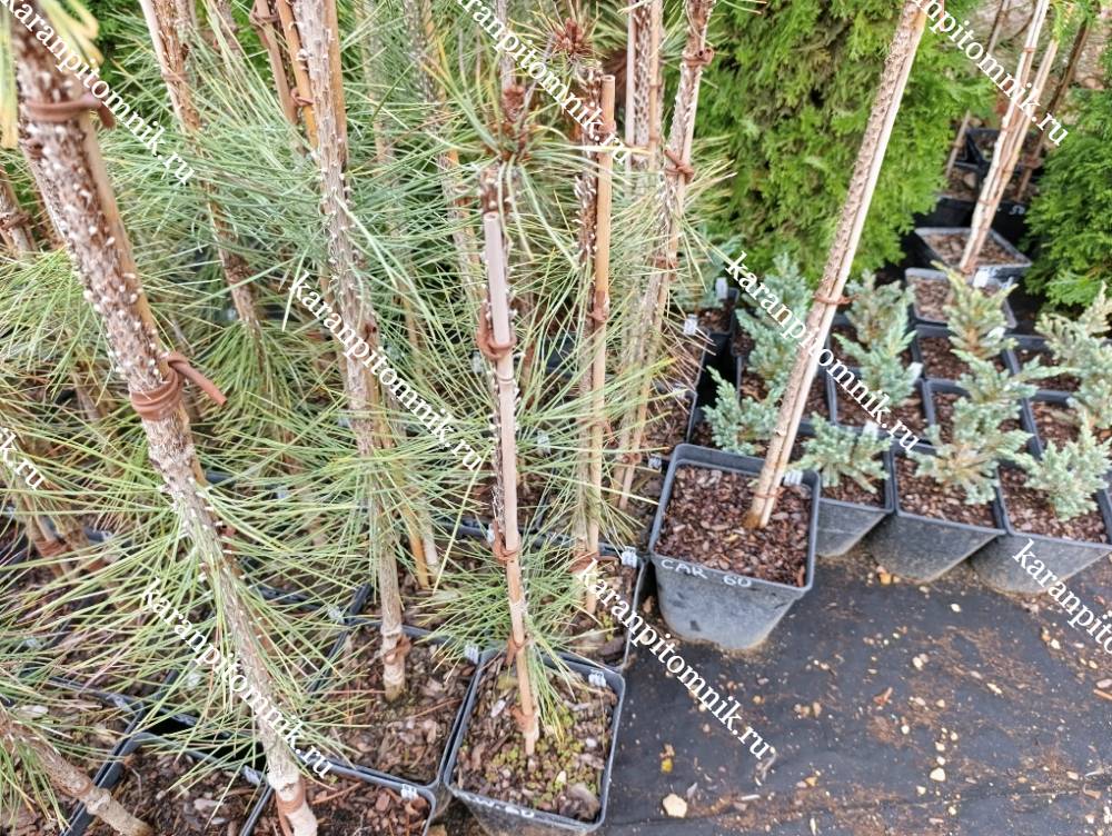 Сосна Горная Милки Вэй фото