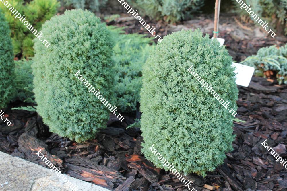 Туя западная Тедди фото