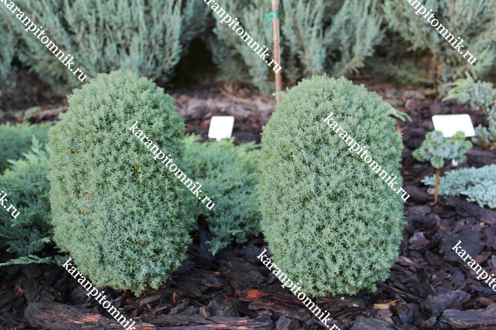 Туя западная Тедди фото
