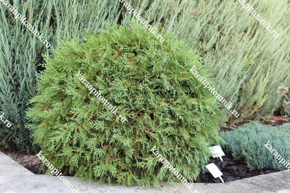 Туя западная Вудварди фото