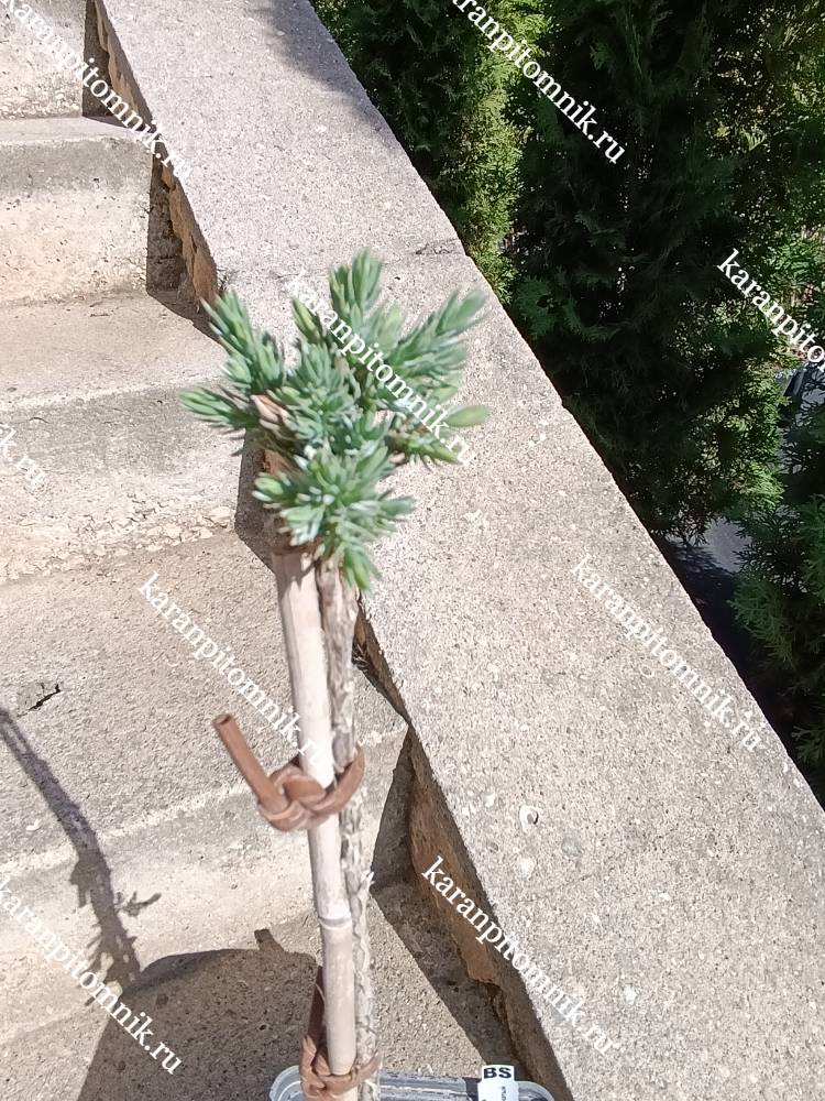 фото Можжевельник чешуйчатый Блю Стар (штамб Ра35) Можжевельник чешуйчатый Блю Стар (штамб Ра35) фото