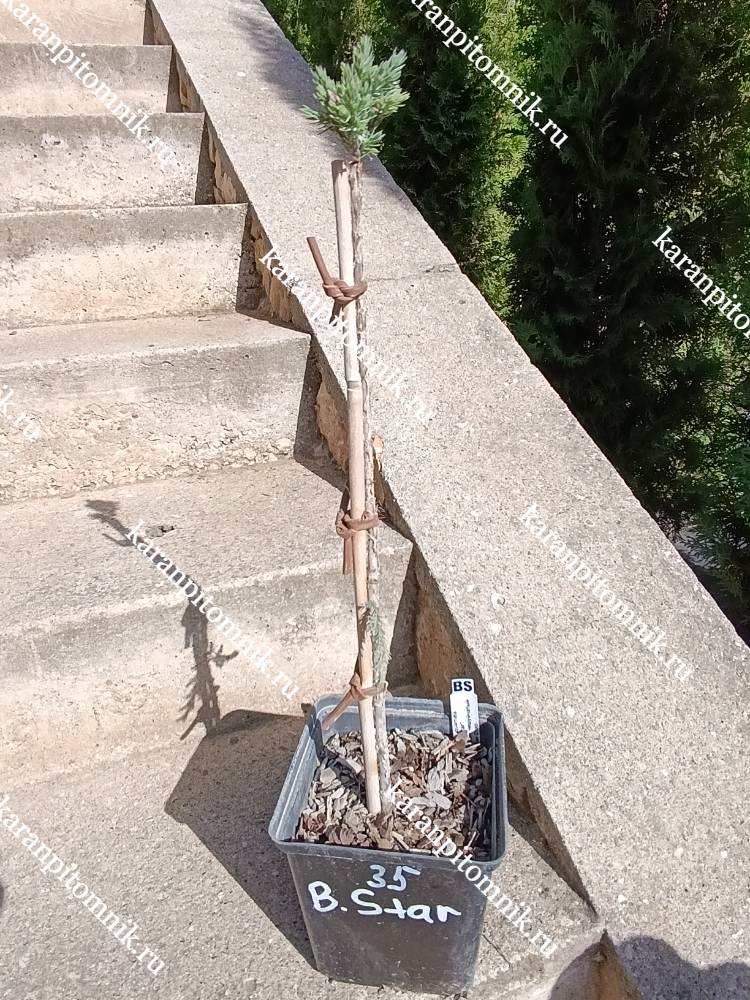 фото Можжевельник чешуйчатый Блю Стар (штамб Ра35) Можжевельник чешуйчатый Блю Стар (штамб Ра35) фото