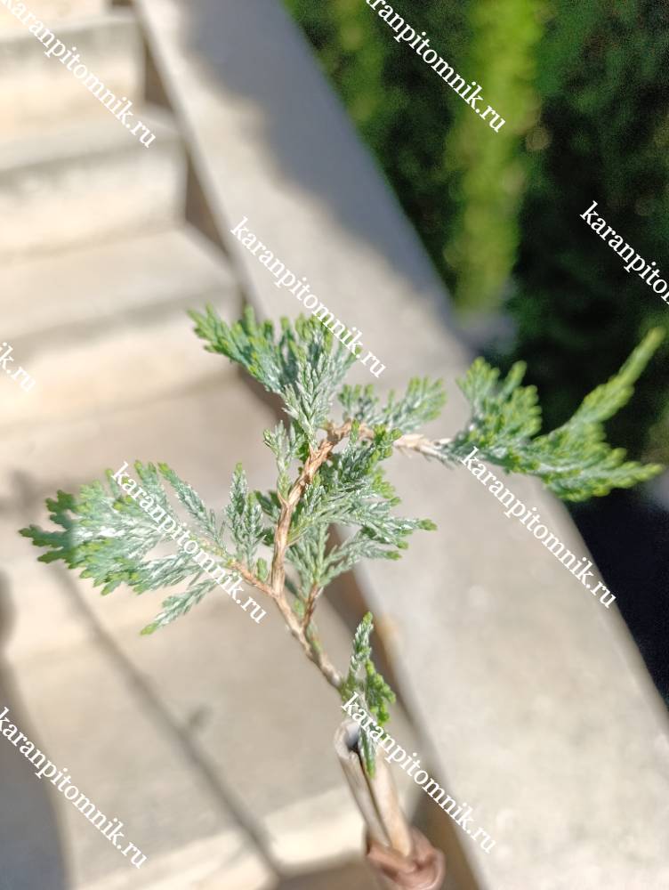 Можжевельник горизонтальный Вилтони (штамб Ра55) фото