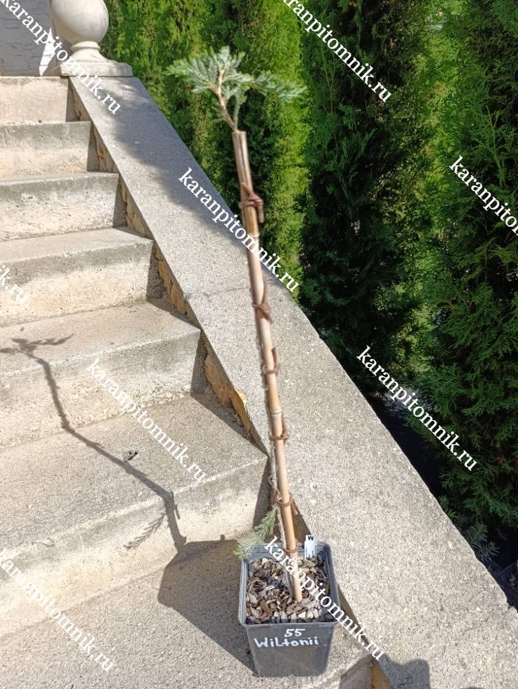 Можжевельник горизонтальный Вилтони (штамб Ра55) фото