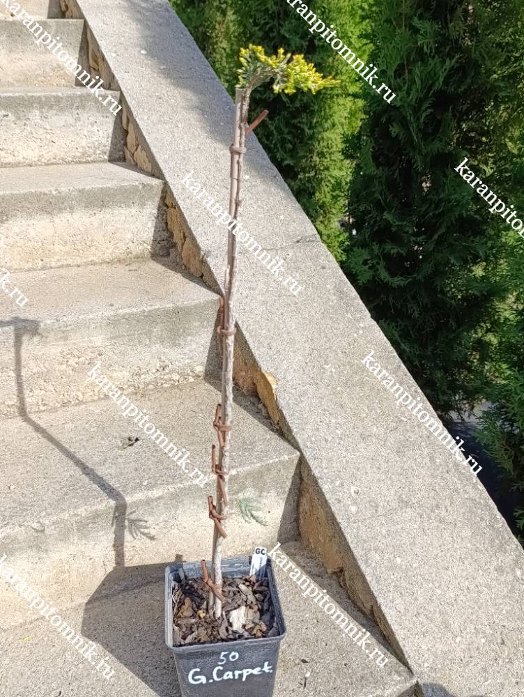 фото Можжевельник горизонтальный Голден Карпет (штамб Ра50) Можжевельник горизонтальный Голден Карпет (штамб Ра50) фото