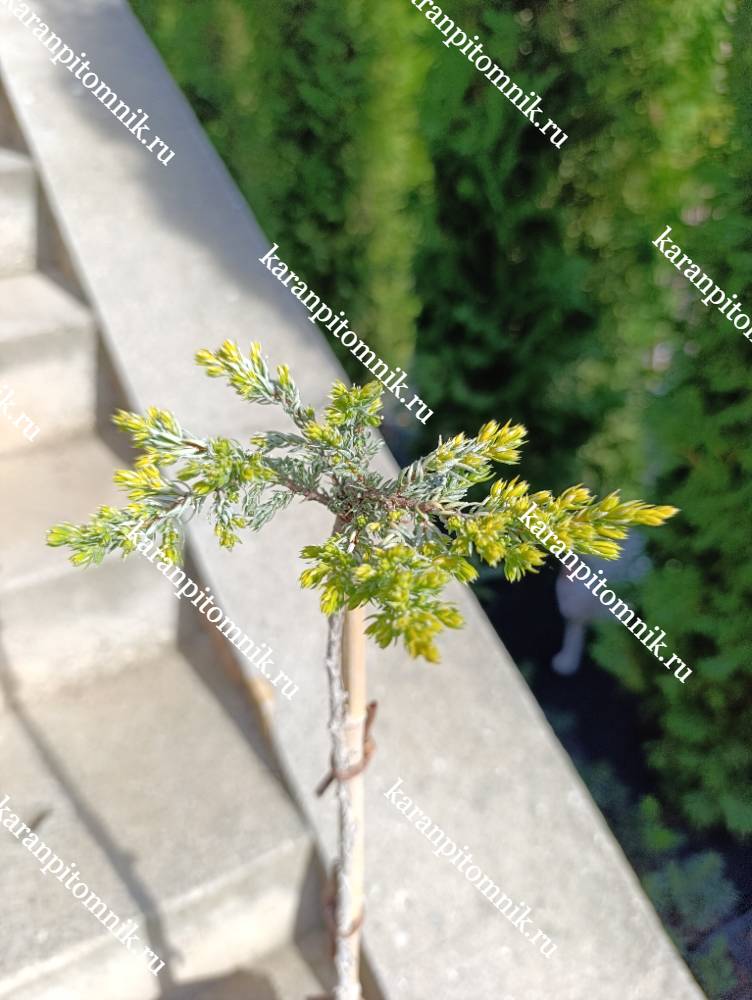 Можжевельник обычный Голдшатц (штамб Ра50) фото