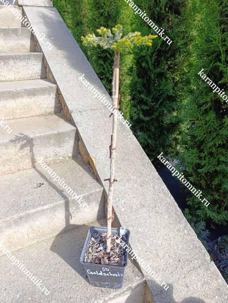 Можжевельник обычный Голдшатц (штамб Ра50) фото