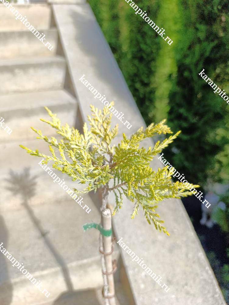 фото Можжевельник средний Еллоу Сапфир (штамб Ра45) Можжевельник средний Еллоу Сапфир (штамб Ра45) фото