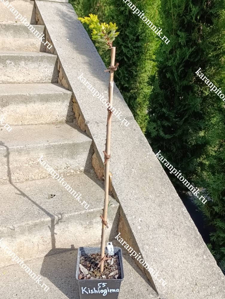 Можжевельник лежачий Кишиогима (штамб Ра55) фото