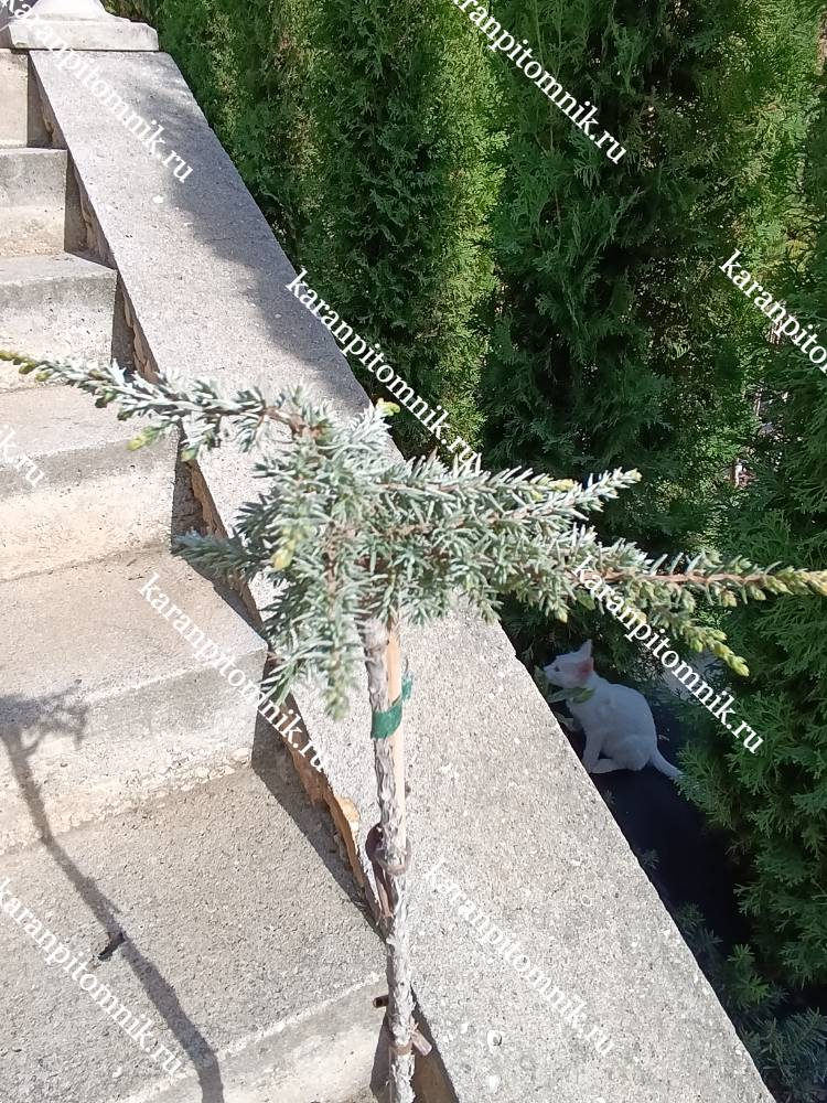 Можжевельник обычный Лемон Карпет (штамб Ра50) фото