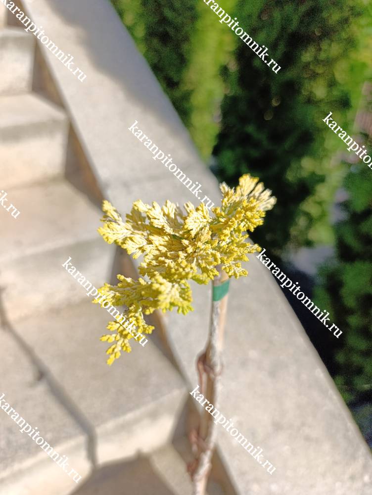 Можжевельник горизонтальный Мазэ Лоуд (штамб Ра45) фото