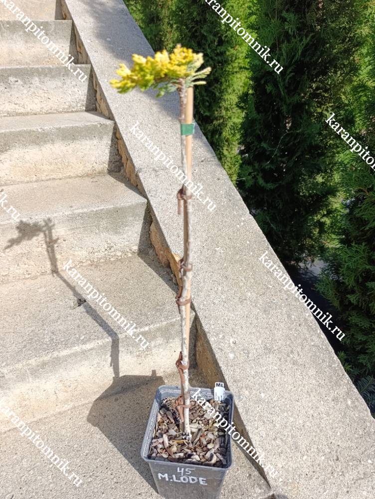 Можжевельник горизонтальный Мазэ Лоуд (штамб Ра45) фото