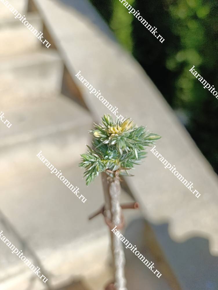 Можжевельник чешуйчатый Флореант (штамб Ра40) фото