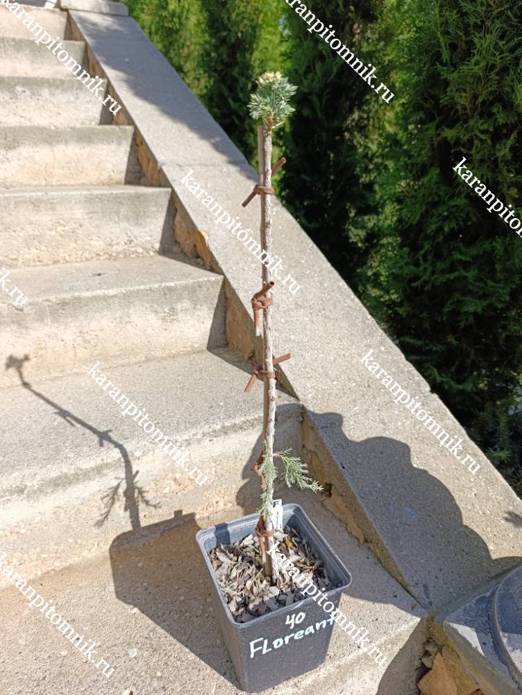 Можжевельник чешуйчатый Флореант (штамб Ра40) фото