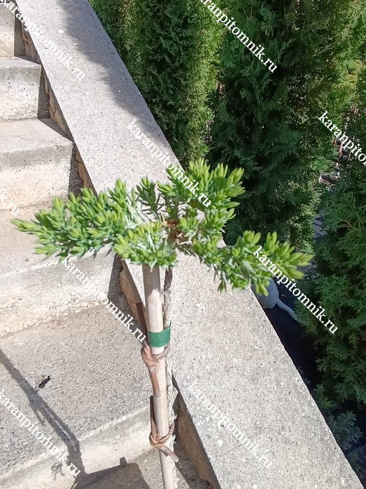 Можжевельник лежачий Нана (штамб Ра50) фото