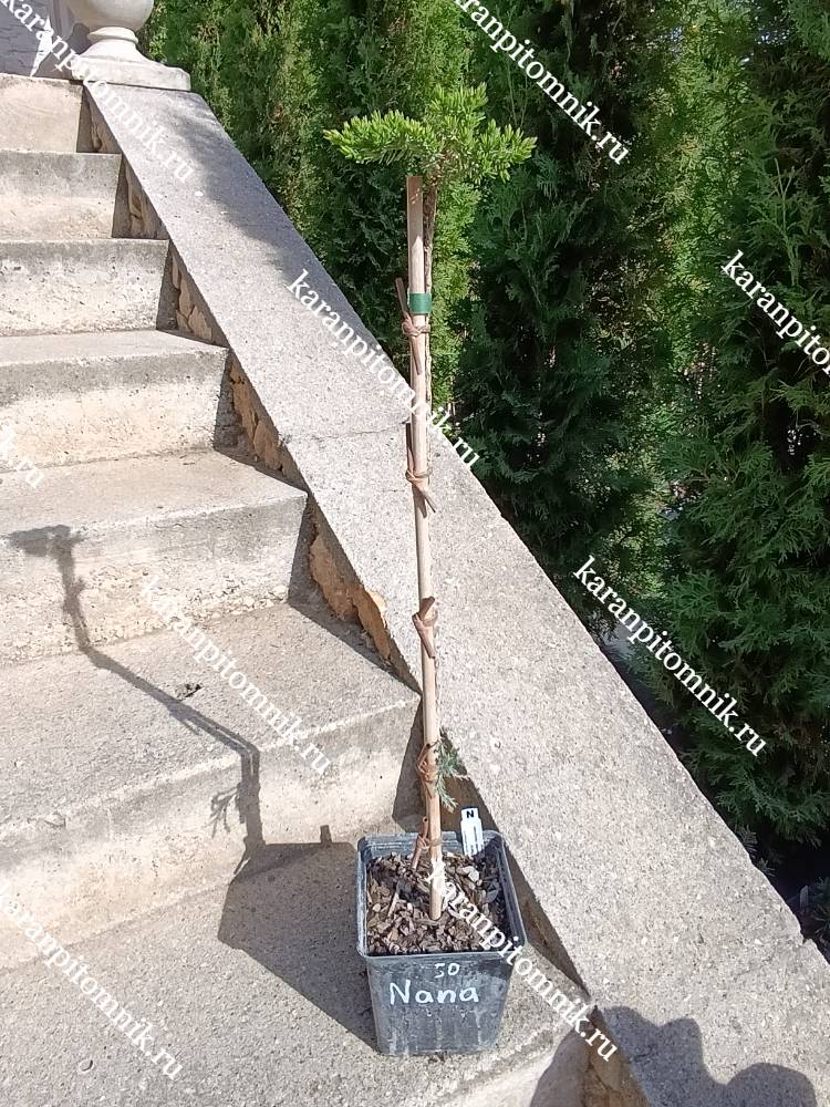 Можжевельник лежачий Нана (штамб Ра50) фото