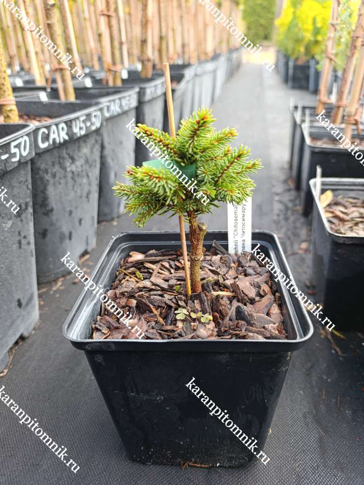 Ель Глена Читосимару купить