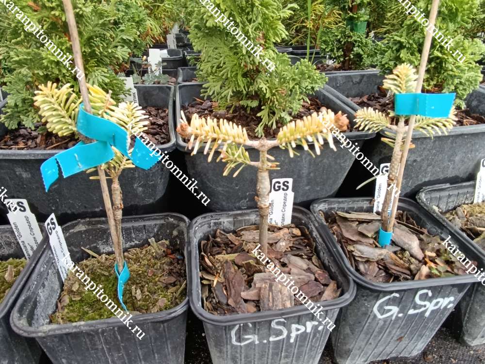 Пихта Нордманна Голден Спредер купить