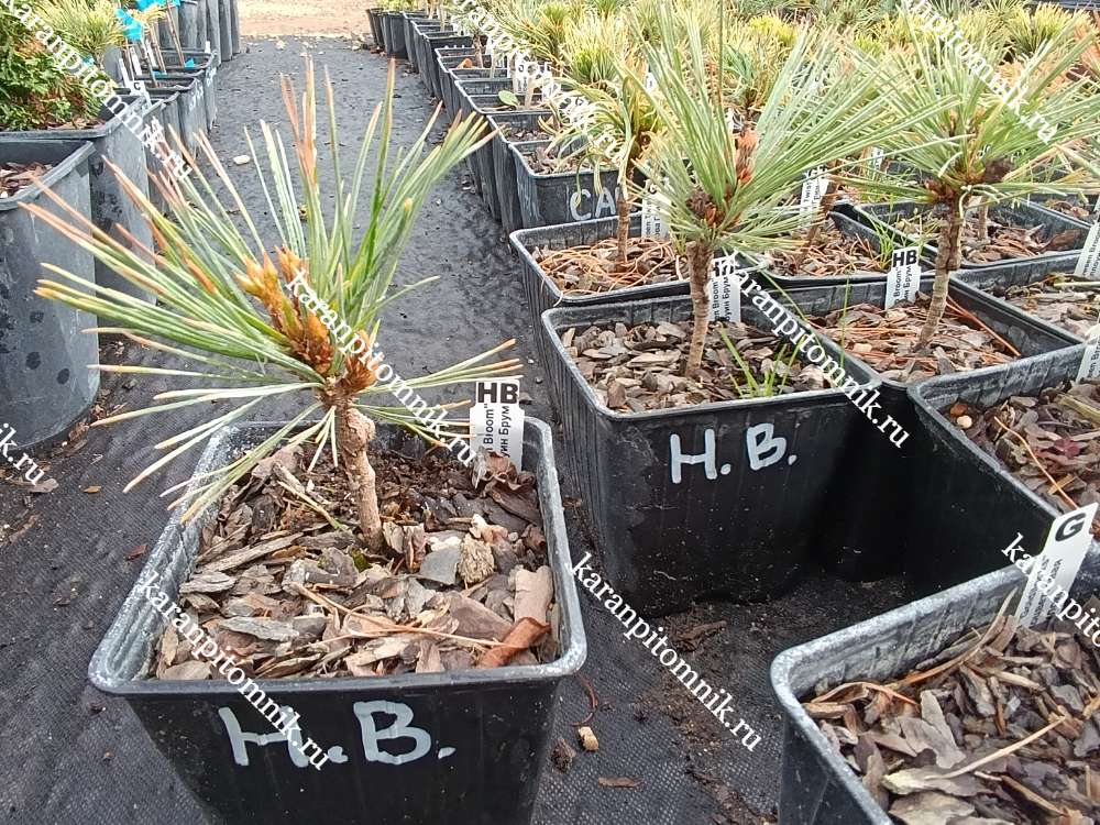 Сосна Монтикола Хэлуин Брум купить