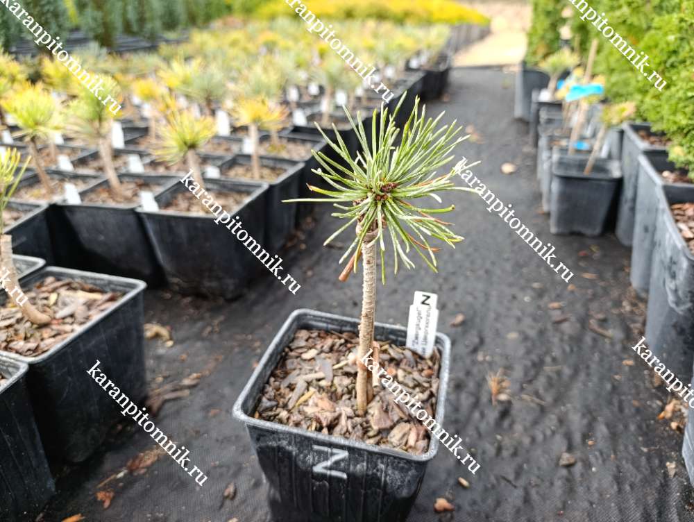 Сосна Горная Цвергкюгель (штамб) купить