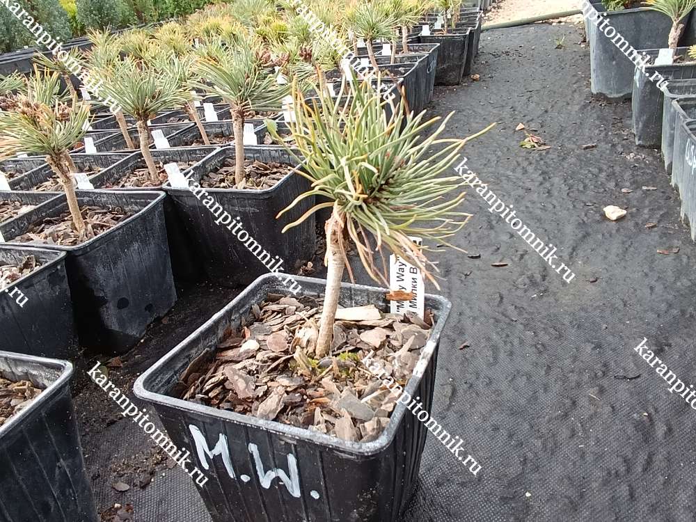 Сосна Горная Милки Вэй купить