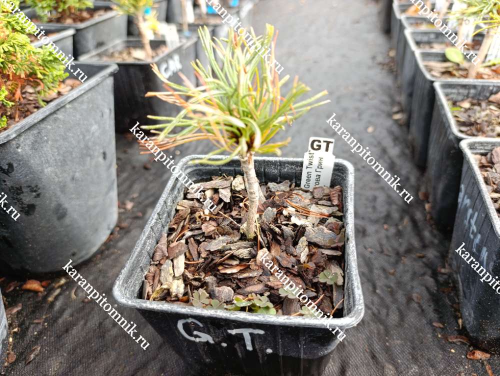 Сосна Веймутова Грин Твист купить