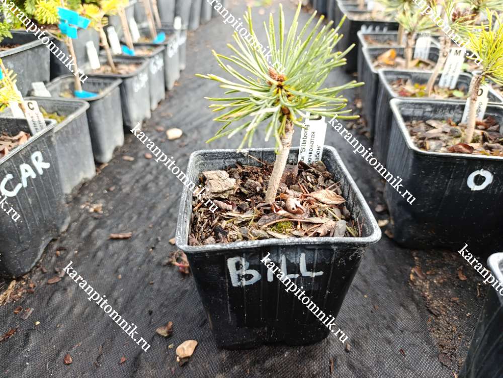 Сосна Крючковатая Биллабонг купить