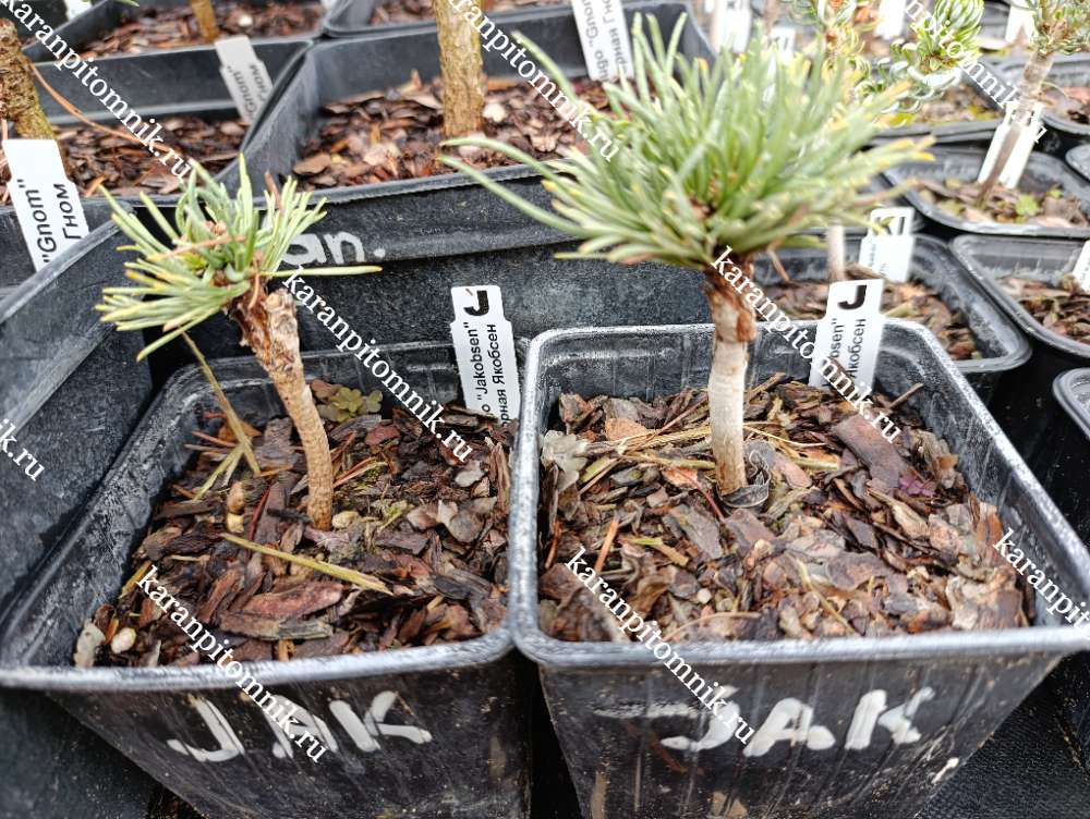 Сосна Горная Якобсен купить