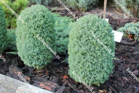 Туя западная Тедди купить