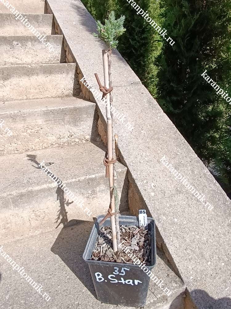 Можжевельник чешуйчатый Блю Стар (штамб Ра35) купить