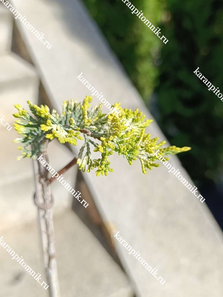 Можжевельник горизонтальный Голден Карпет (штамб Ра50) купить